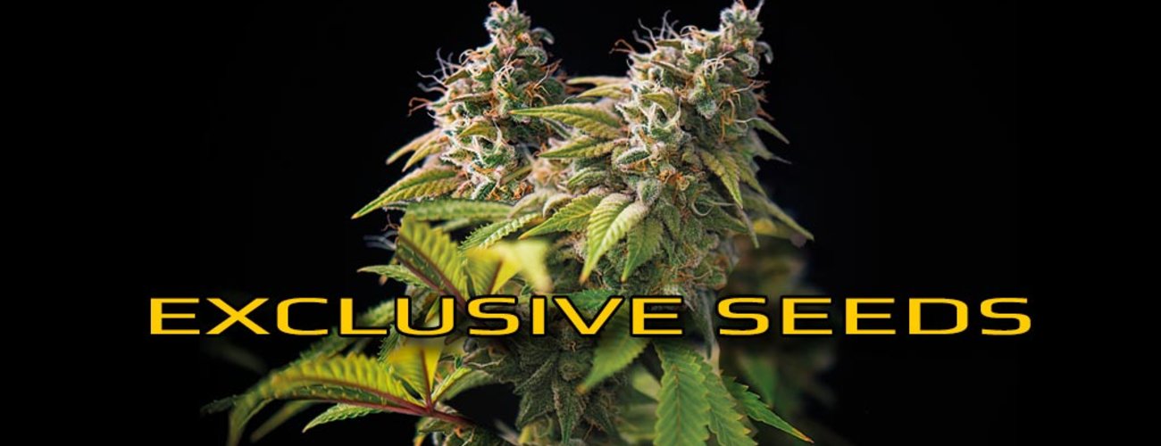 exclusive at seeds